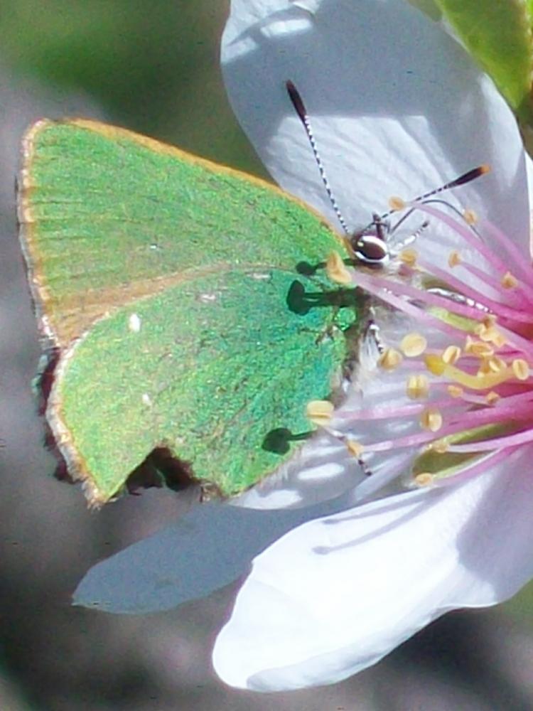 Le Thécla de la Ronce (La), Argus vert (L') Callophrys rubi (Linnaeus, 1758)