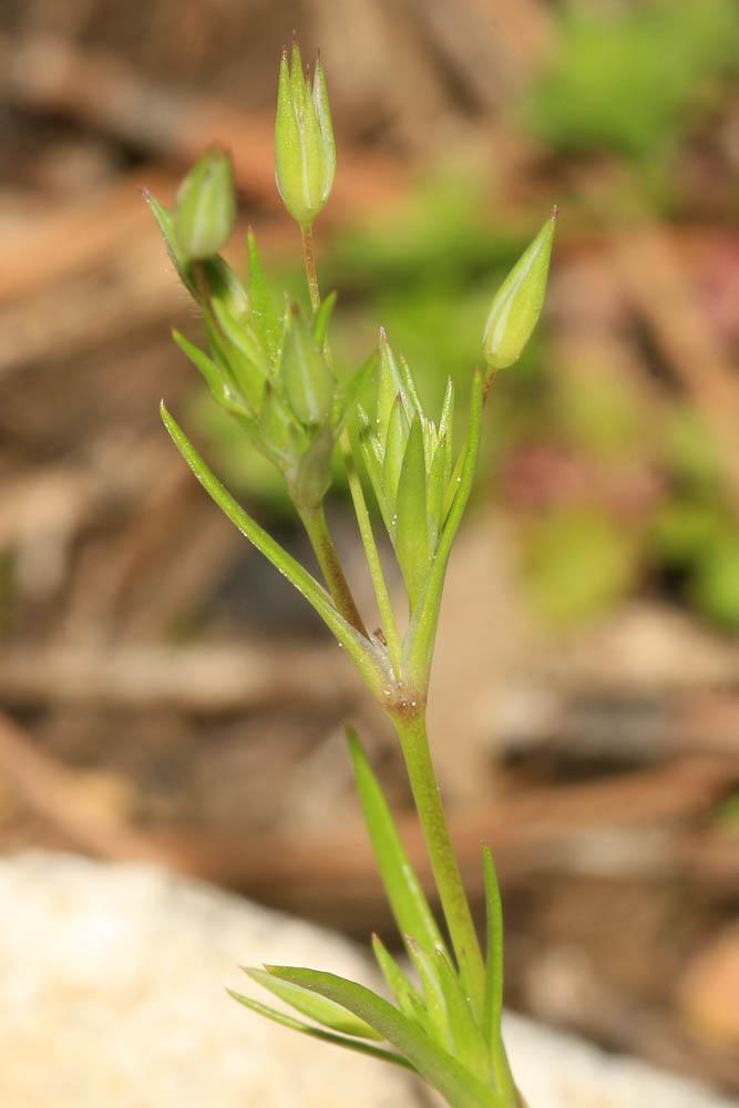 Le Minuartie à petites feuilles Minuartia hybrida subsp. tenuifolia (L.) Kerguélen, 1993