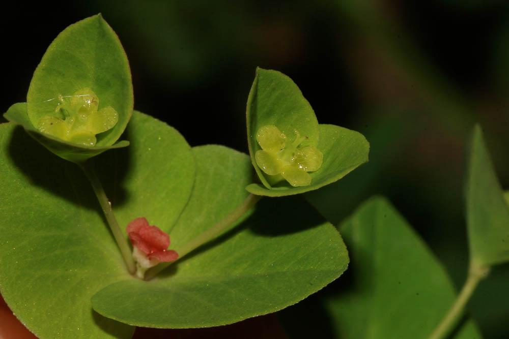 Le Euphorbe douce Euphorbia dulcis L., 1753
