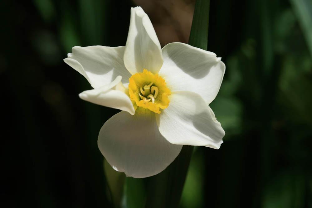 Le Narcisses à bouquet jaune, Narcisse-à-bouquet Narcissus tazetta L., 1753