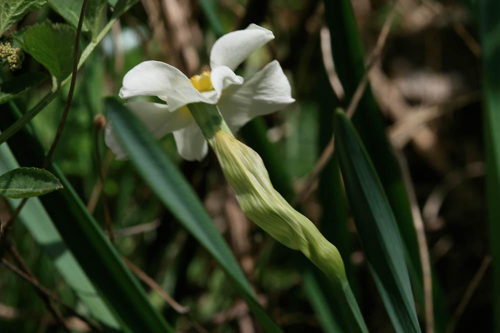 Le Narcisses à bouquet jaune, Narcisse-à-bouquet Narcissus tazetta L., 1753