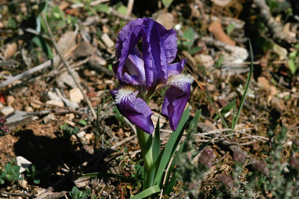 Le Iris jaunâtre Iris lutescens Lam., 1789
