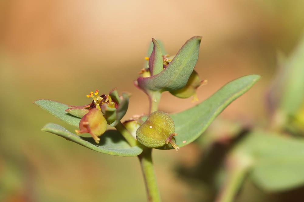 Le Euphorbe sillonée Euphorbia sulcata Lens ex Loisel., 1828