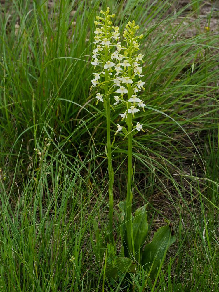 Le Platanthère à fleurs blanches Platanthera bifolia subsp. bifolia (L.) Rich., 1817