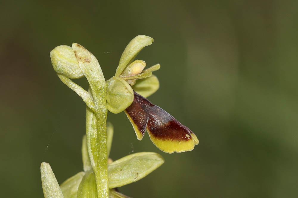 Ophrys d'Aymonin Ophrys aymoninii (Breistr.) Buttler, 1986