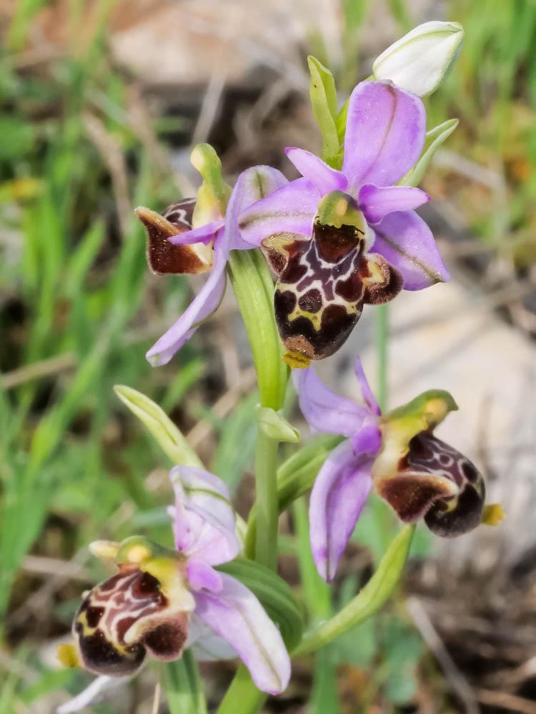 Le Ophrys bécasse Ophrys scolopax Cav., 1793