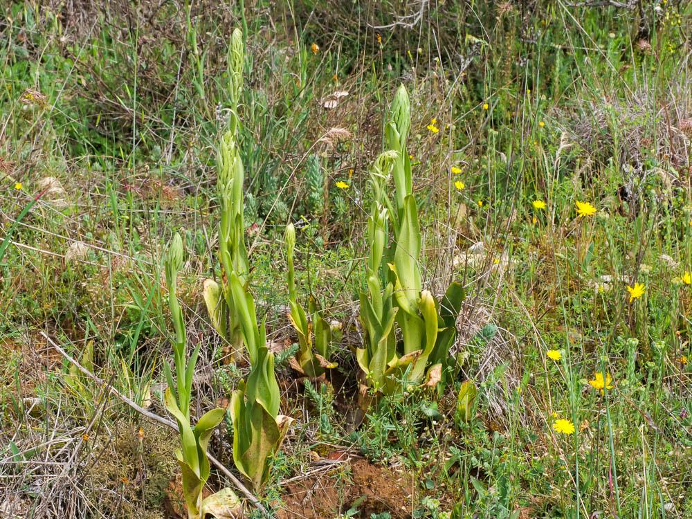 Le Orchis bouc, Himantoglosse à odeur de bouc Himantoglossum hircinum (L.) Spreng., 1826