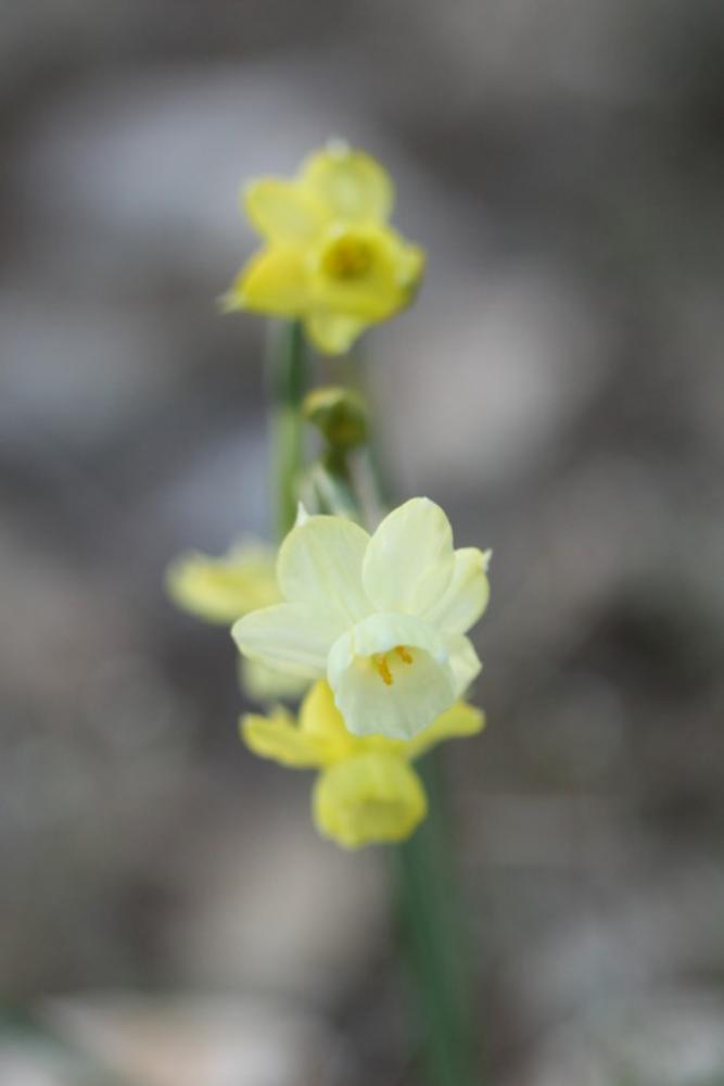 Narcisse douteux Narcissus dubius Gouan, 1773