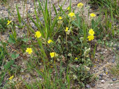 Hélianthème d'Italie Helianthemum italicum (L.) Pers., 1806