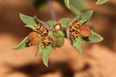 Euphorbe sillonée Euphorbia sulcata Lens ex Loisel., 1828