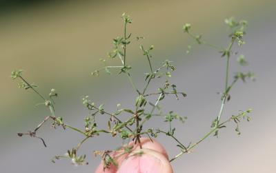 Gaillet divariqué Galium divaricatum Pourr. ex Lam., 1788