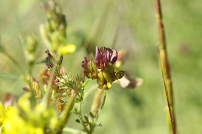 Luzerne changeante Medicago sativa subsp. ambigua (Trautv.) Tutin, 1968