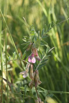 Vesce de Hongrie, Vesce de Pannonie Vicia pannonica Crantz, 1769