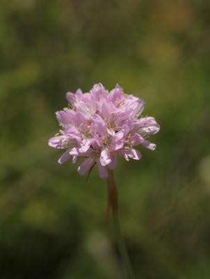 Armérie faux-plantain, Armérie des sables Armeria arenaria subsp. arenaria (Pers.) Schult., 1820