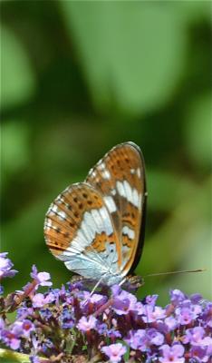 
Limenitis camilla