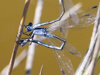 Leste à grands ptérostigmas, Leste à grands stigma Lestes macrostigma (Eversmann, 1836)