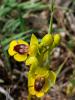 Ophrys jaune Ophrys lutea Cav., 1793