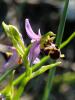 Ophrys bécasse Ophrys scolopax Cav., 1793