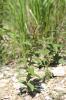 Inule à feuilles de saule Inula salicina L., 1753