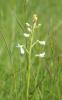 Orchis à fleurs lâches Anacamptis laxiflora (Lam.) R.M.Bateman, Pridgeon & M.W.Chase, 1997