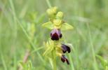 Ophrys brun Ophrys fusca Link, 1800