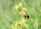 Ophrys brun Ophrys fusca Link, 1800