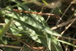 Armérie faux-plantain, Armérie des sables Armeria arenaria subsp. arenaria (Pers.) Schult., 1820