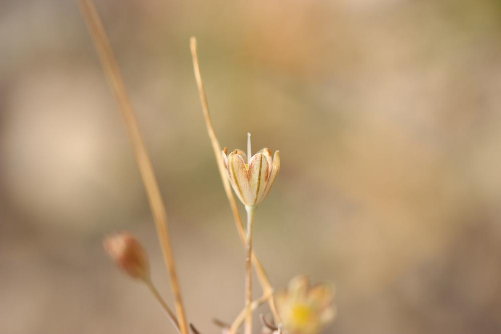 Le Ail maraîcher, Ail des endroits cultivés Allium oleraceum L., 1753