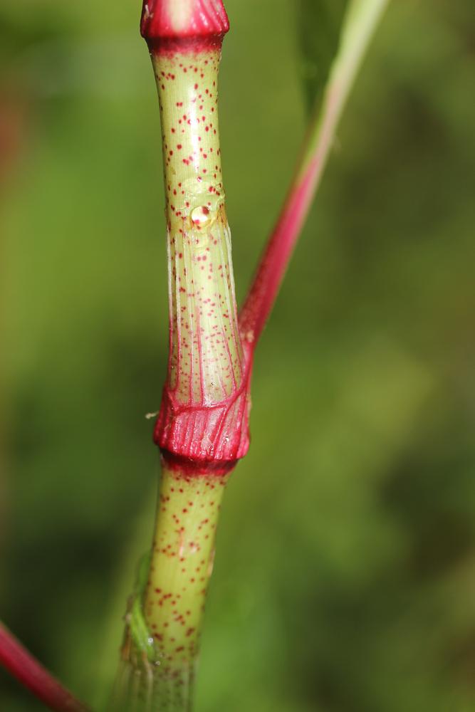 Le Renouée à feuilles de patience, Renouée gonflée Persicaria lapathifolia (L.) Delarbre, 1800