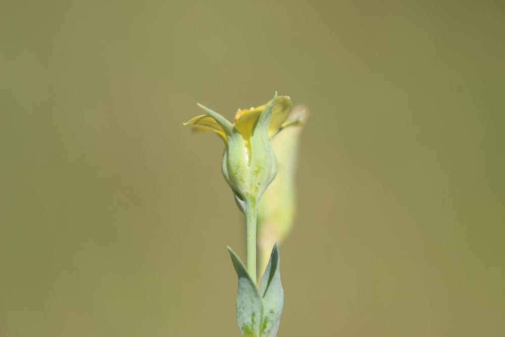 Centaurée jaune, Chlore non perfoliée Blackstonia imperfoliata (L.f.) Samp., 1913