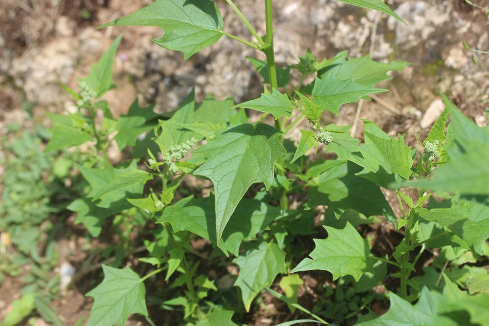 Le Chénopode à feuilles de Stramoine Chenopodiastrum hybridum (L.) S.Fuentes, Uotila & Borsch, 2012