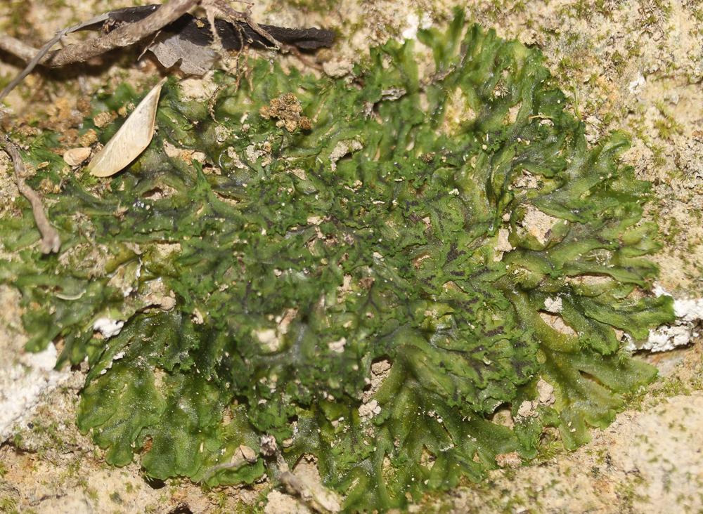 Le  Apopellia endiviifolia (Dicks.) Nebel & D.Quandt, 2016