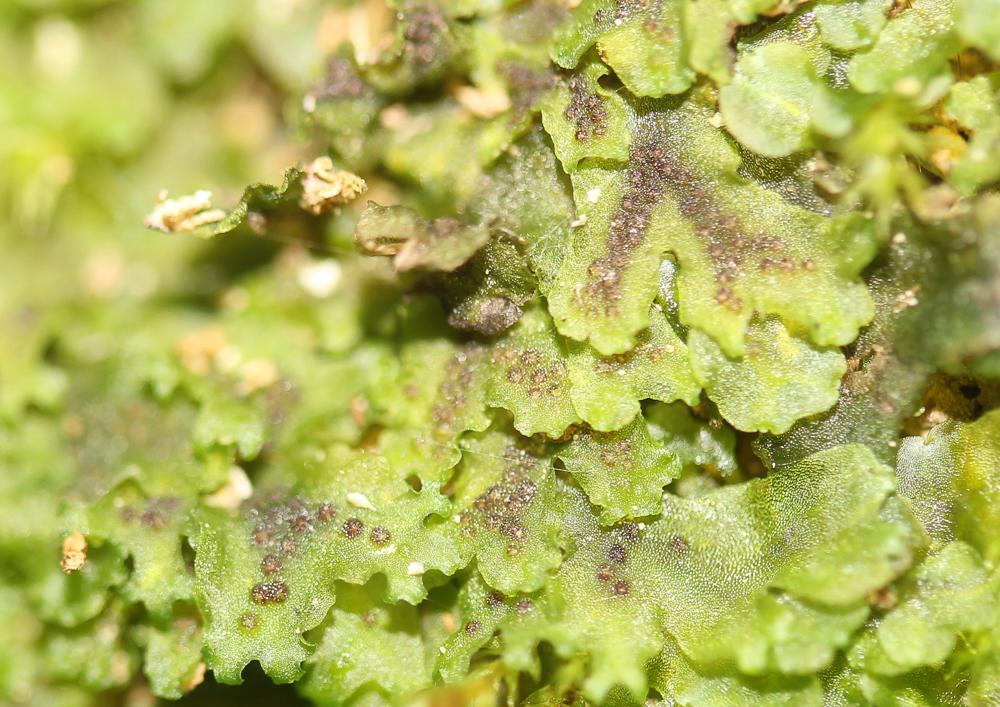 Le  Apopellia endiviifolia (Dicks.) Nebel & D.Quandt, 2016