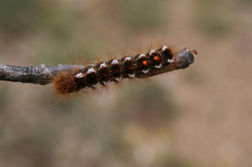 Le Cul-brun (Le) Euproctis chrysorrhoea (Linnaeus, 1758)