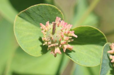 Euphorbe de Duval, Euphorbe du Roussillon Euphorbia duvalii Lecoq & Lamotte, 1847