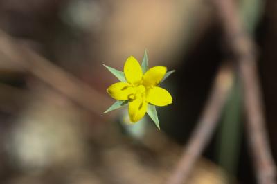 Centaurée jaune, Chlore non perfoliée Blackstonia imperfoliata (L.f.) Samp., 1913