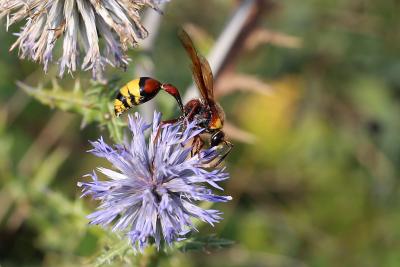 
Delta unguiculatum