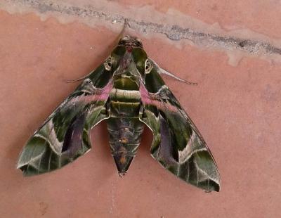 Sphinx du Laurier-rose (Le) Daphnis nerii (Linnaeus, 1758)