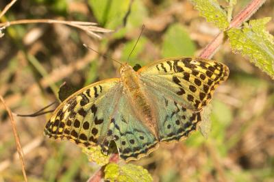 Cardinal (Le), Pandora (Le), Nacré turquoise (Le) Argynnis pandora (Denis & Schiffermüller, 1775)