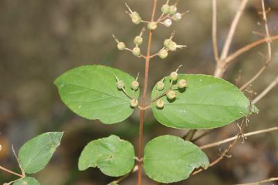 Deutzia Deutzia scabra Thunb., 1781