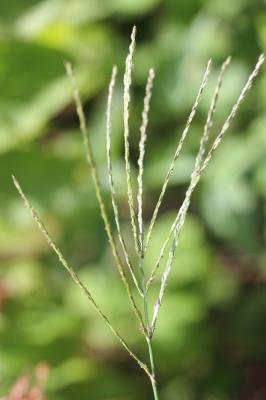 Digitaire sanguine, Digitaire commune Digitaria sanguinalis (L.) Scop., 1771