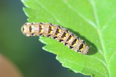 Flammèche (La) Callopistria latreillei (Duponchel, 1827)