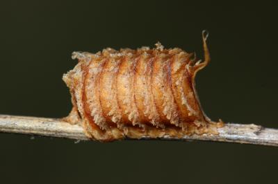 Empusa pennata