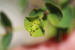 Euphorbe douce Euphorbia dulcis L., 1753