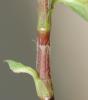Renouée Persicaire Persicaria maculosa Gray, 1821