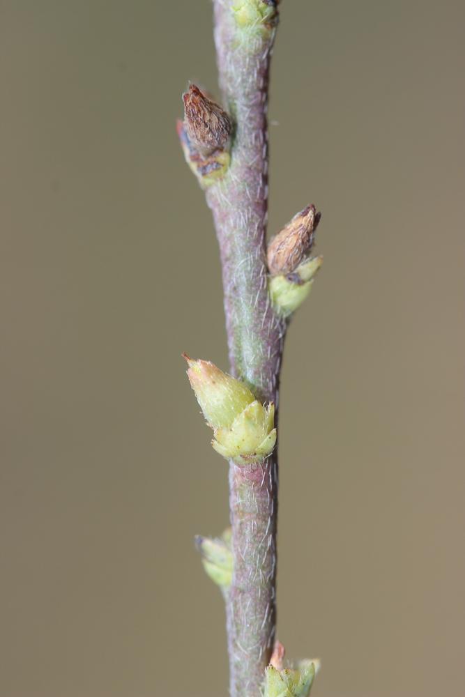 Le Passerine Thymelaea passerina subsp. pubescens (Guss.) Meikle, 1985