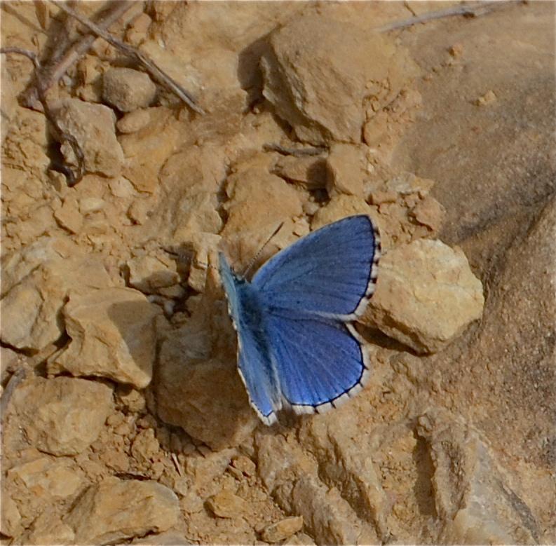 Azuré bleu-céleste (L'), Bel-Argus (Le), Argus ble Lysandra bellargus (Rottemburg, 1775)