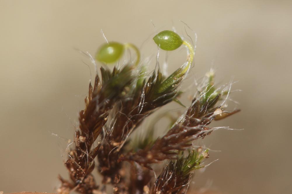 Le  Grimmia orbicularis Bruch ex Wilson, 1844