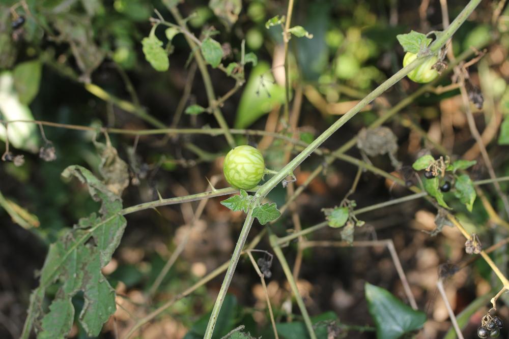 Le  Solanum capsicoides All., 1773