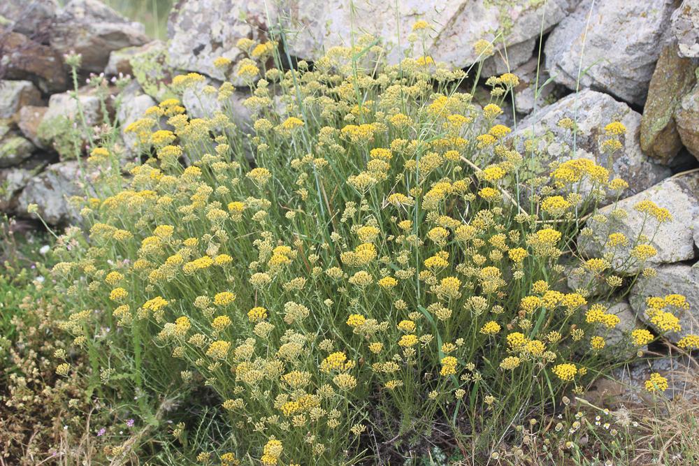 Le Immortelle d'Italie, Éternelle jaune Helichrysum italicum (Roth) G.Don, 1830